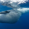 WWF Canon_Bryde Whale_Doug Perrine_Naturep-sclaed